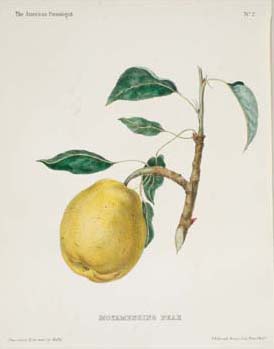 Alfred Hoffy, “No. 2. The Moyamensing Pear.” Hand-colored crayon lithograph in The American Pomologist: Containing Finely Colored Drawings, Accompanied by Letter-Press Descriptions of Fruits of American Origin (Philadelphia: Published by A. Hoffy, 1851). 