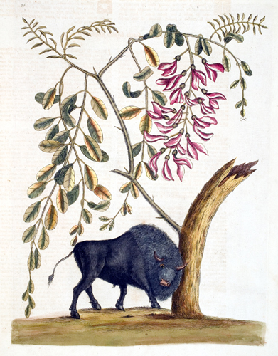Mark Catesby, The Natural History of Carolina, Florida, and the Bahama Islands, 3rd ed. (London, 1771), vol. 1.Hand-colored engraved illustration showing Bison Americanus.