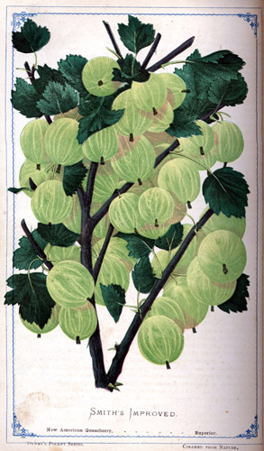 D. M. (Dellon Marcus), Dewey, Illustrated Descriptive Catalogue of Fruit and Ornamental Trees, Grape Vines, Small Fruits, Shrubs, Plants, Roses, etc. ([Rochester, N.Y., 1872?]). Chromolithographed catalog illustration showing Smith’s Improved New American gooseberry.