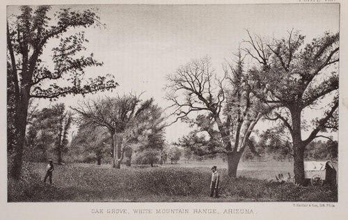 George M. Wheeler, Annual Report upon the Geographical and Geological Surveys and Explorations West of the 100th Meridian, in Nevada, Utah, Colorado, New Mexico, and Arizona (Washington: GPO, 1873). Lithograph illustration showing “Oak Grove, White Mountain Range, Arizona.”