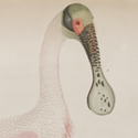 Alexander Wilson and Alexander Lawson. “Roseate Spoonbill,” Plate LXIII in American Ornithology, Volume VII. Philadelphia: Bradford and Inskeep, 1813. Purchased by subscription, 1807. 